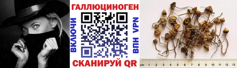 Псилоцибиновые грибы Psilocybine cubensis ссылка на мегу вход Райчихинск